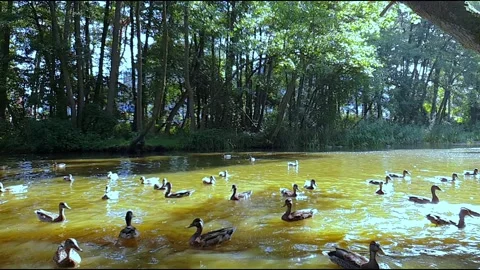 Ducks floating in the pond. 動画素材 154428442