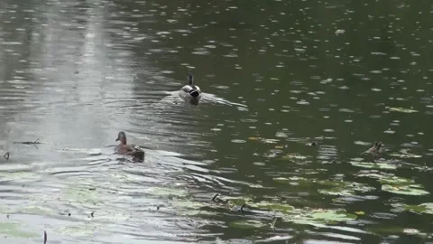 Ducks floating in the rain 2 Stock Footage 161734042