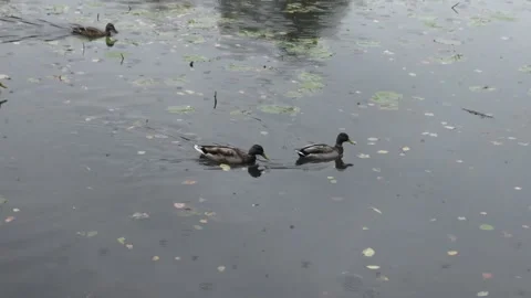 Ducks floating in the rain Stock Footage 161734046