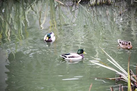 The ducks is floating in the river and look for food. The Mallard ducks or An Stock Photos