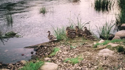 Ducks floating on the river Stock Footage 71229862