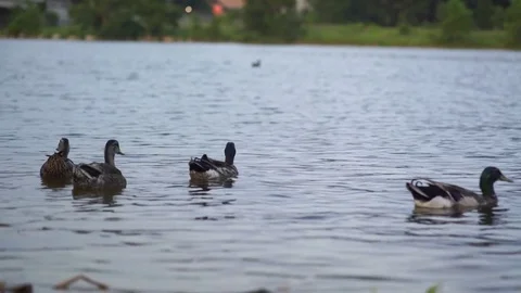 Ducks floating in the river 库存影片 78713690