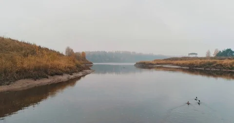 Ducks floating on the river Stock Footage 101672098