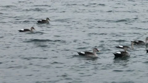 Ducks Floating in River Vidéo 233281818