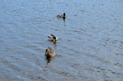 Ducks floating on the river Stock Photos