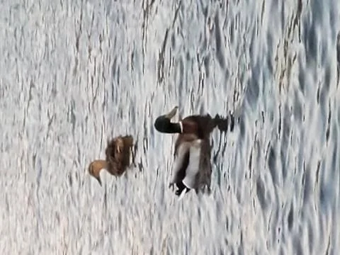 Ducks floating in river Stock Photos