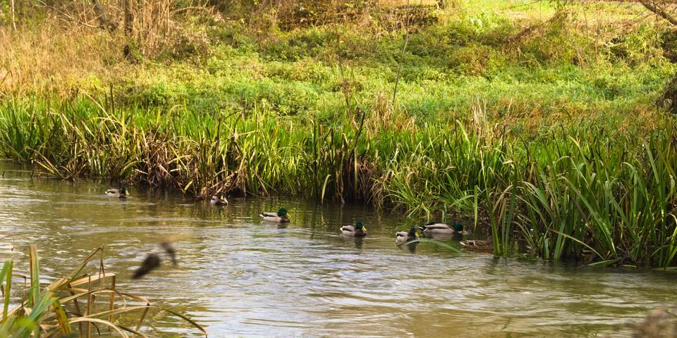 Ducks floating on the river. Stock Photos