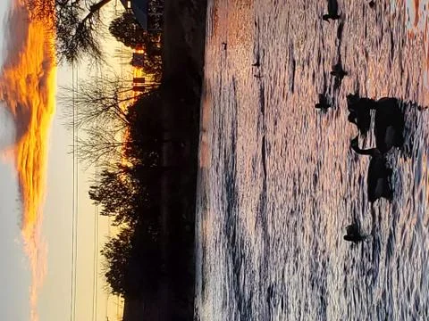 Ducks floating in river at sunset Stock Photos