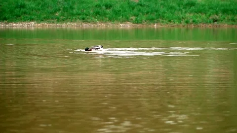 Ducks floating in a small lake Stock Footage 91226004