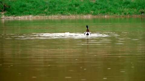 Ducks floating in a small lake Stock Footage 91226029