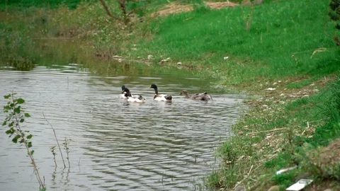Ducks floating in a small lake Video stock 91226077