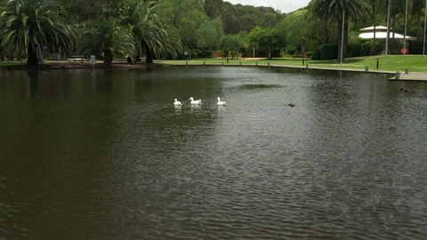 Ducks floating on a small lake Stock Footage 101139931