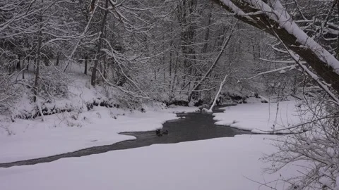 Ducks Floating in Snowy River Stock Footage 305956803