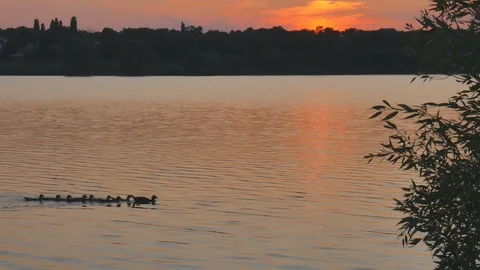 Ducks floating in the water against the backdrop of a summer sunset Video stock 117516749