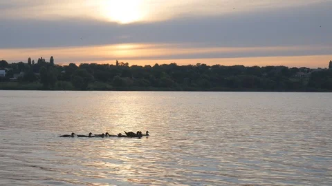 Ducks floating in the water against the backdrop of a summer sunset Video stock 119283461