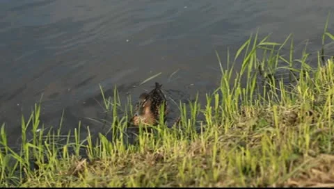 Ducks floating in the water Video stock 10600231