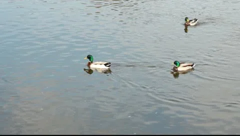 Ducks floating in the water Video stock 10600239