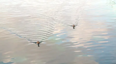 Ducks floating in the water. Video stock 24923461