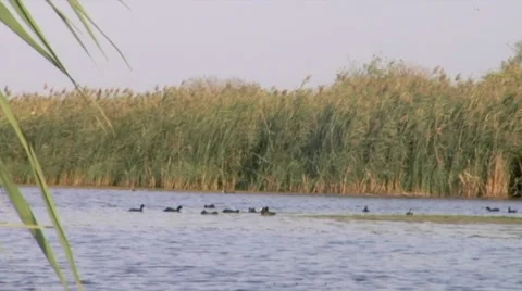 Ducks floating on water Video stock 34509893