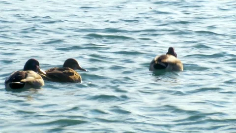 Ducks floating on water Video stock 124875633
