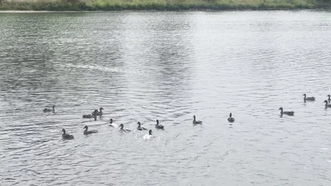 Ducks floating in the water in a group. At a lake front park. Stock Footage 317283460