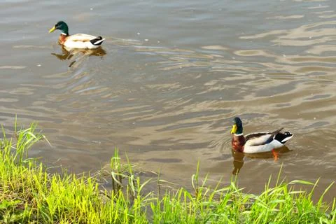 Ducks floating in the water Stock Photos