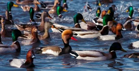 Ducks floating on the water Stock Photos