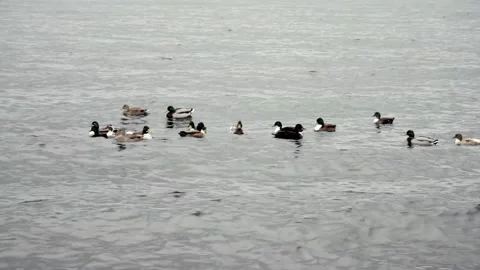 Ducks Floating Water Waves Lake Bay Coast Soothing Relaxing Vídeo Stock 131411914