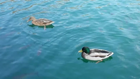 Ducks floating on the water_no sound Stock Footage 137156438