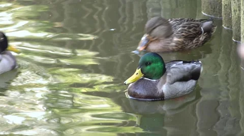 Ducks Floats with a Flock of Mallards on a Pond. 4K UltraHD, UHD Stock Footage 56569396