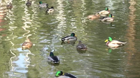 Ducks Floats with a Flock of Mallards on a Pond. 4K UltraHD, UHD Vídeos de archivo 56569414