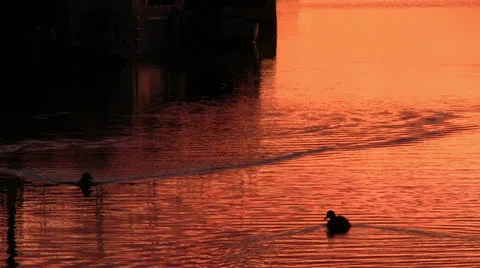 Ducks floats on the surface of the water, dawn 스톡 동영상 22716088
