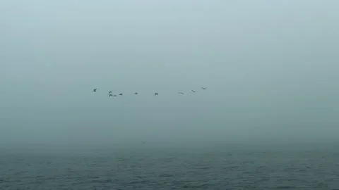 Ducks: Flock of birds flying to the left against foggy moody sky above Baltic Stock Footage 224483575
