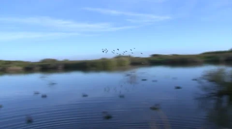 Ducks- Flock Circling a pond Stock Footage 62647312