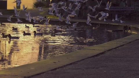 Ducks with flock of gulls taking off in flight on park pond in golden sunset Stock Footage 228219283
