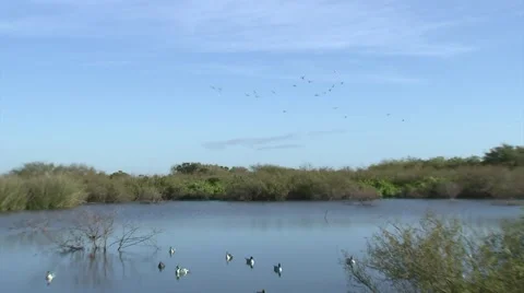 Ducks-Flock Working- Stock Footage 62647105