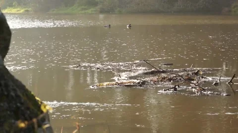 Ducks in Flood Stock Footage 50882639