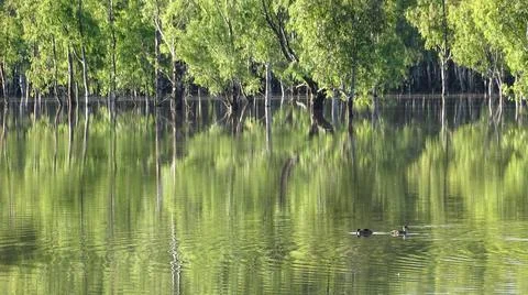 Ducks in flooded forest Stock Photos