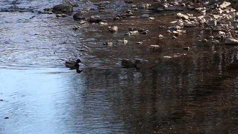 Ducks in the flowing water Video stock 87356290