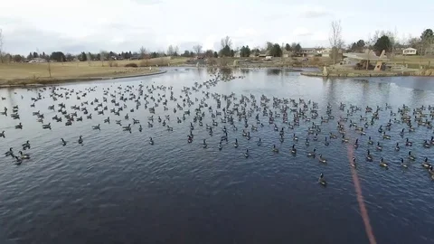 Ducks fly away for the winter Stock Footage 70266910