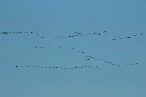 Ducks fly away for the winter Stock Photos