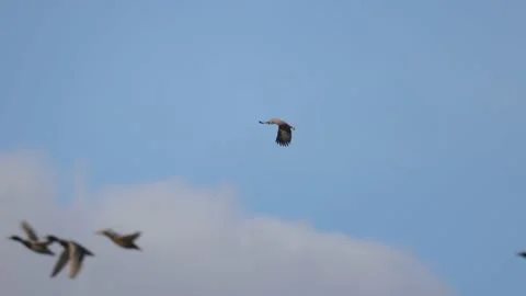 The ducks fly next to the white-tailed eagle, 4K slow motion Stock Footage 170832226