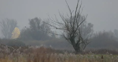 Ducks fly over the rushes, 4K slow motion Stock Footage 166564471