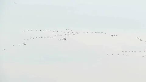 Ducks fly on a spring day Stock Footage 270165680