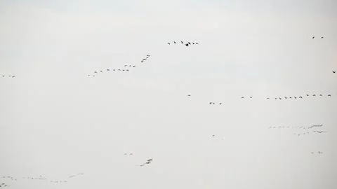 Ducks fly on a spring day Stock Photos