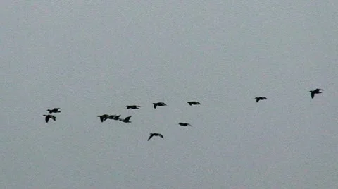 Ducks fly in V over CA Wetlands Stock Footage 10742045