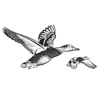 Ducks fly on the white background Stock Illustration