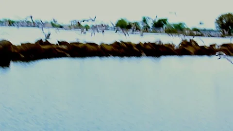 Ducks Flying away From Lakeside Stock Footage 108794030