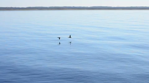 Ducks flying on background of lake with lighthouse Stock Footage 49626047