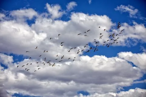 Ducks flying in Daan Viljoen Game Park Namibia Stock Photos